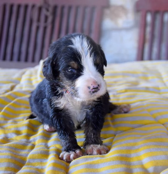 Cuccioli Bovaro del Bernese