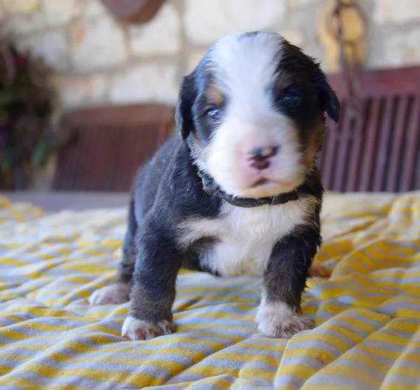 Cuccioli Bovaro del Bernese | Foto 6