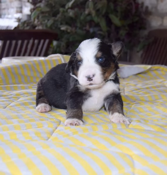 Cuccioli Bovaro del Bernese | Foto 5