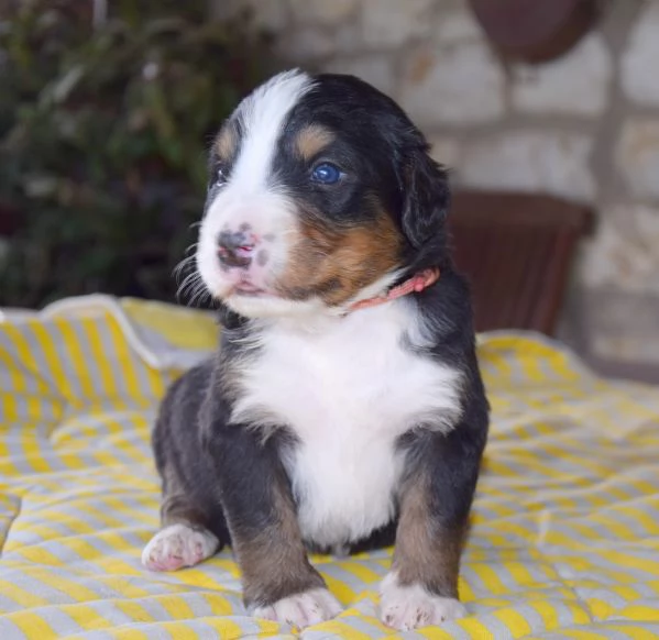 Cuccioli Bovaro del Bernese | Foto 4