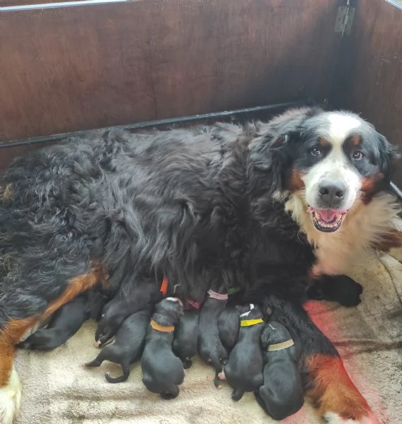 Cuccioli Bovaro del Bernese | Foto 3