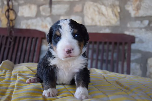 Cuccioli Bovaro del Bernese | Foto 2