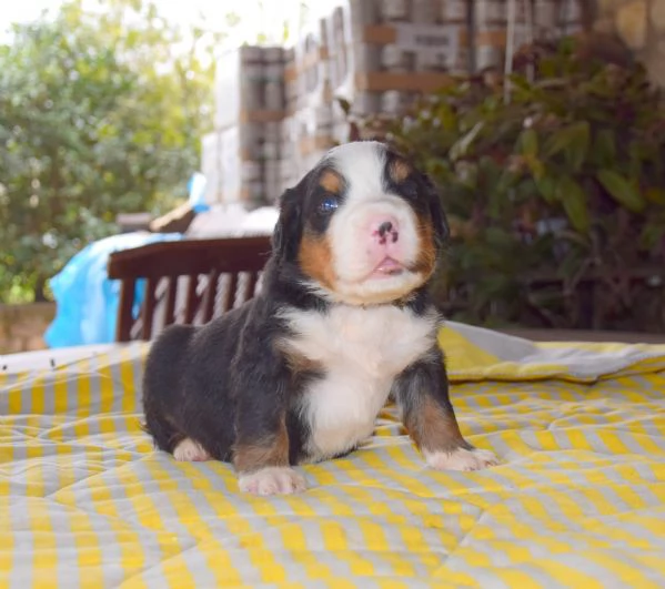 Cuccioli Bovaro del Bernese | Foto 1