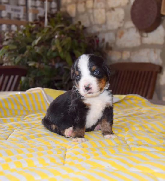 Cuccioli Bovaro del Bernese | Foto 0