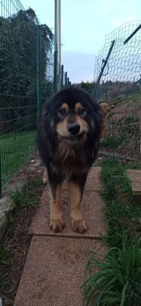 Regalo cane pastore maremmano e belga | Foto 0