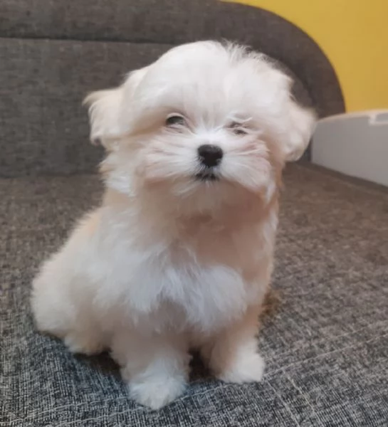 Cuccioli Maltesi maschio e femmina