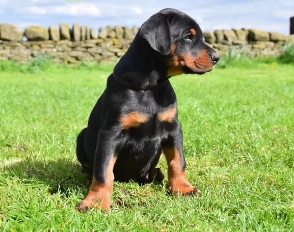 Cucciolo di Dobermann in adozione gratis