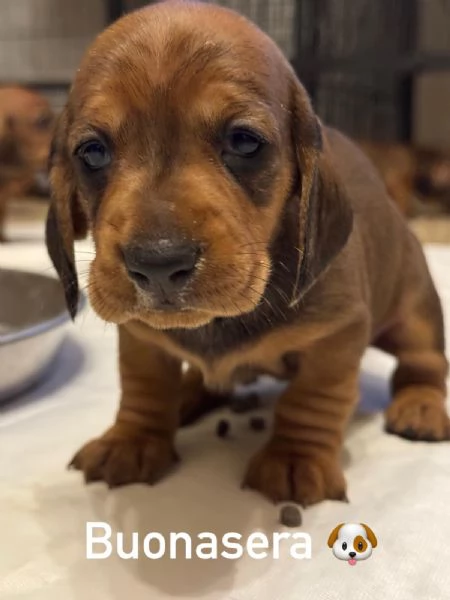 Cuccioli di bassotto 