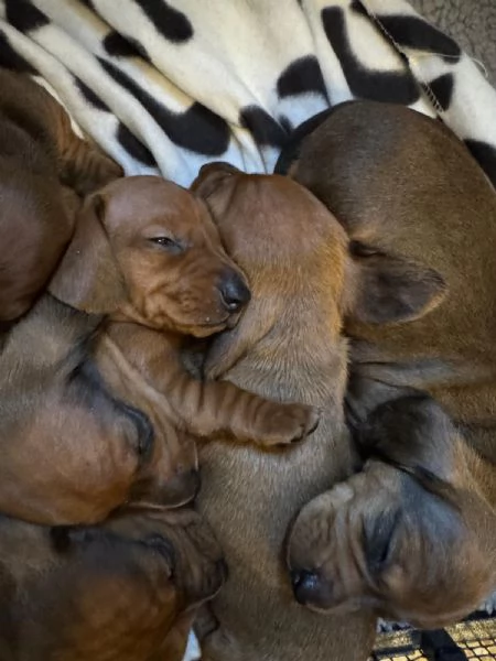 Cuccioli di bassotto  | Foto 3