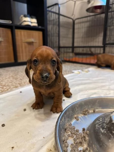 Cuccioli di bassotto  | Foto 1