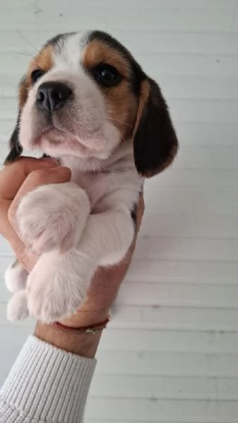 Cuccioli Beagle