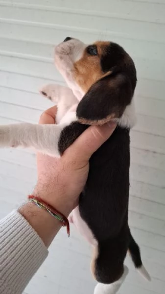 Cuccioli Beagle | Foto 5