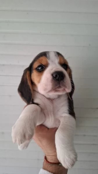 Cuccioli Beagle | Foto 3