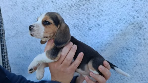 Cuccioli Beagle | Foto 2