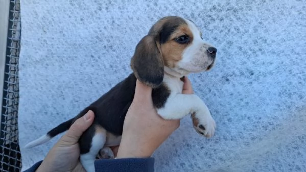 Cuccioli Beagle | Foto 1