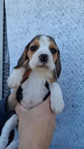 Cuccioli Beagle | Foto 0