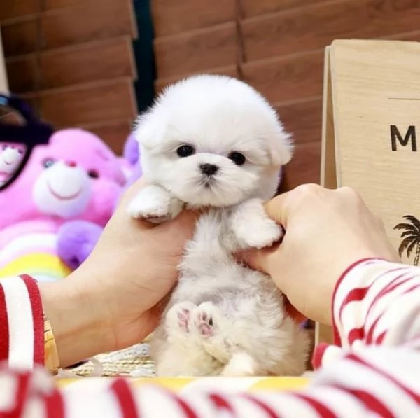 Cuccioli di Maltese toy