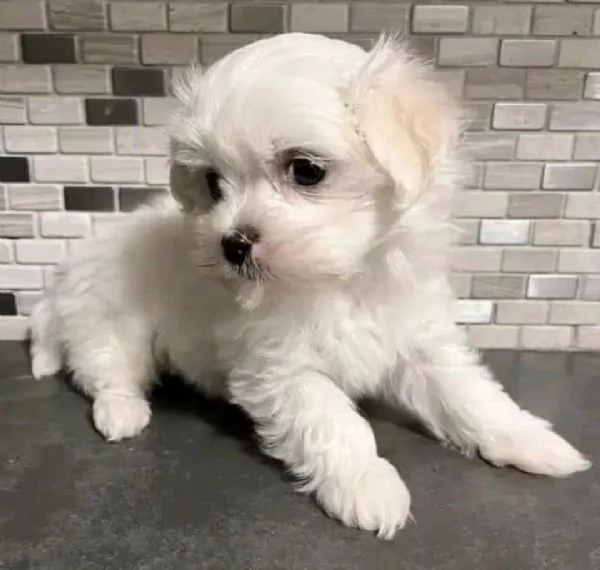 Maltese mini Toy