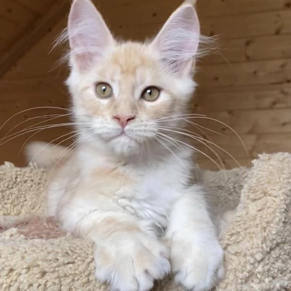 Cuccioli di Maine coon