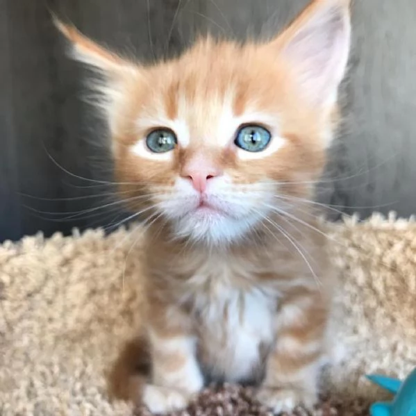 Cuccioli gatti Maine Coon