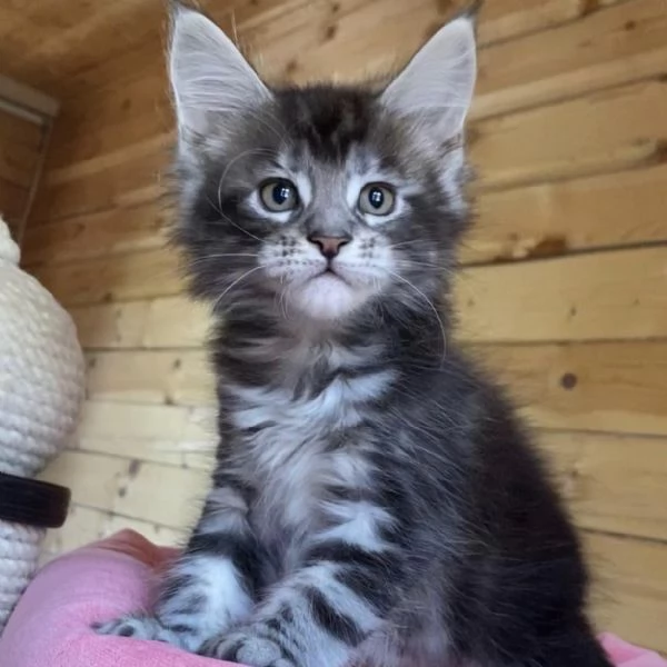 Disponibili Cuccioli di Maine coon