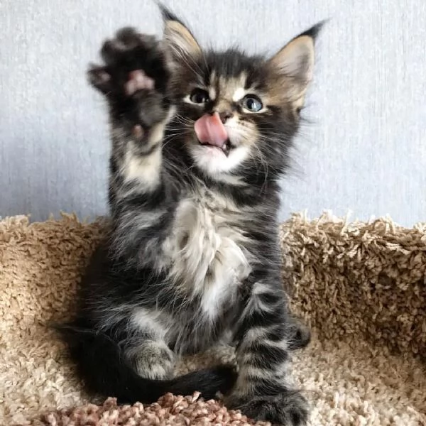 Cucciola di razza Maine Coon | Foto 0