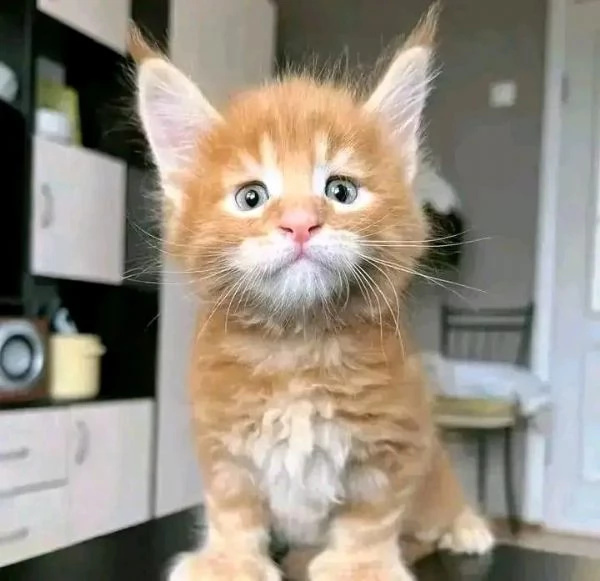 Cucciola di razza Maine Coon