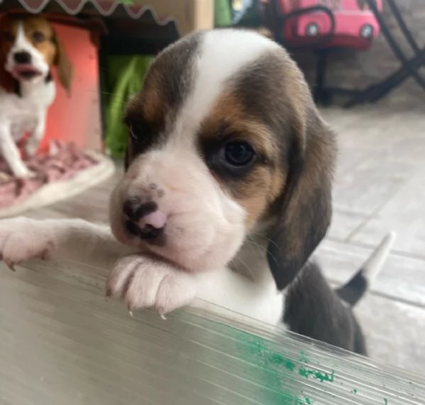 Beagle puri | Foto 2