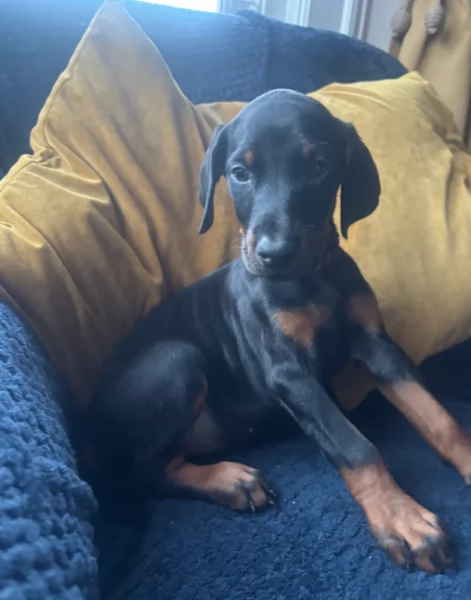 Cuccioli Dobermann europei