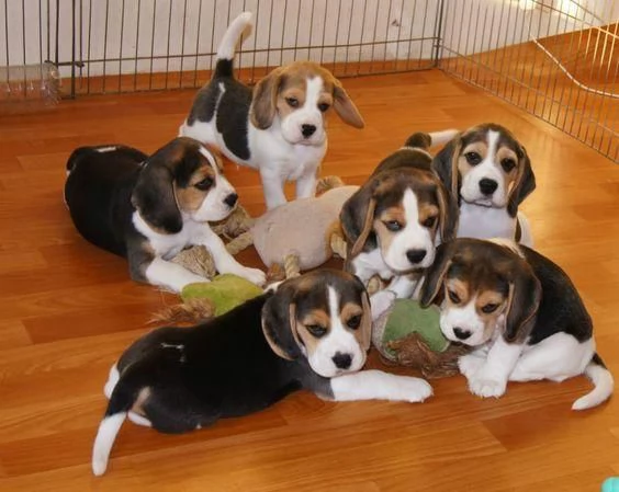 Regaliamo i nostri cuccioli di beagle maschi e femmine | Foto 1