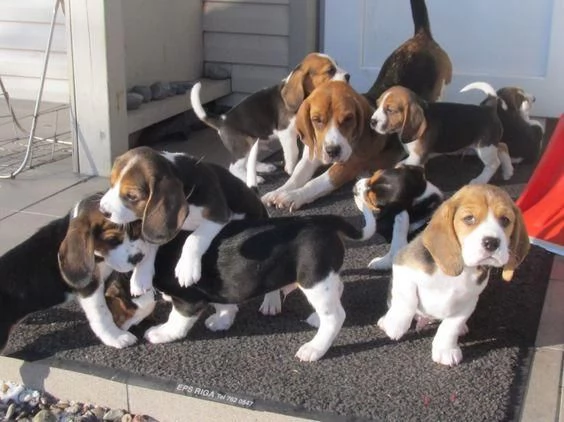 Regaliamo i nostri cuccioli di beagle maschi e femmine