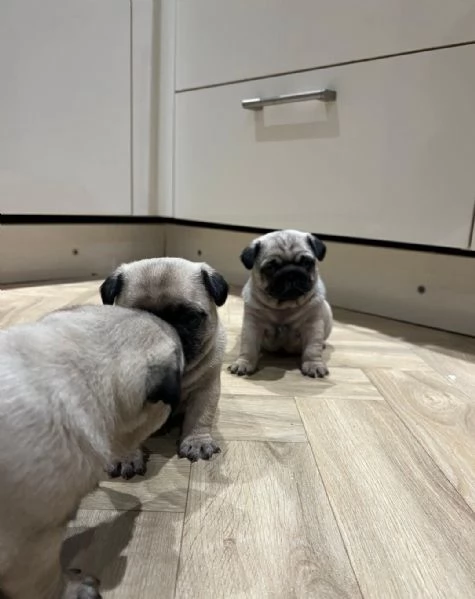 regala i nostri cuccioli di carlino maschio e femmina | Foto 2