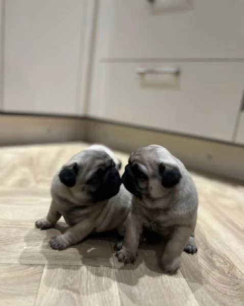 regala i nostri cuccioli di carlino maschio e femmina | Foto 0