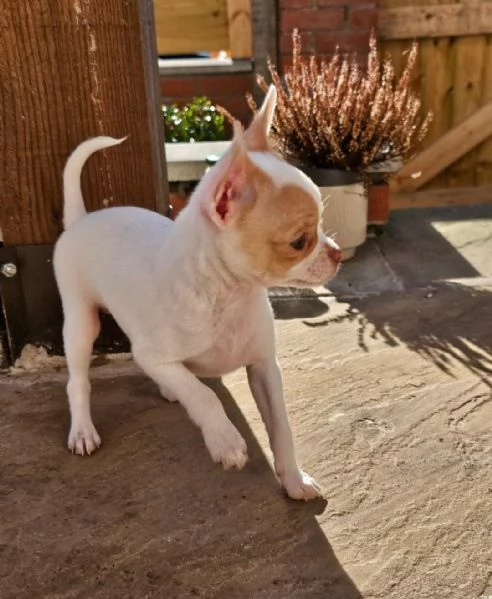 regalare i nostri cuccioli di Chihuahua maschi e femmine | Foto 0