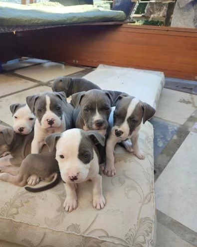 Regaliamo i nostri cuccioli di pitbull maschio e femmina