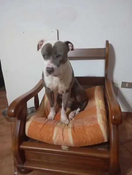 Pitbull terrier  | Foto 1