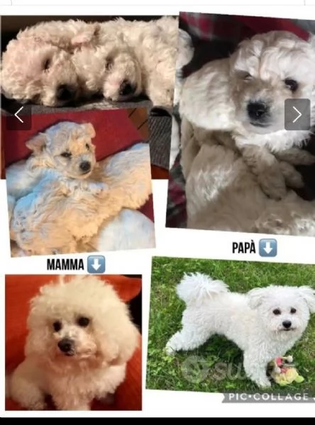 Vendo ultimo cucciolo Bichon Fris 