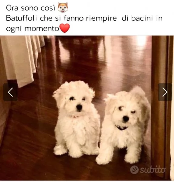 Vendo ultimo cucciolo Bichon Fris  | Foto 0