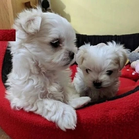 Bellissimi cuccioli maltese | Foto 3