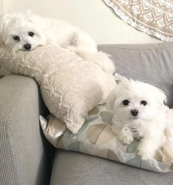 Bellissimi cuccioli maltese | Foto 2