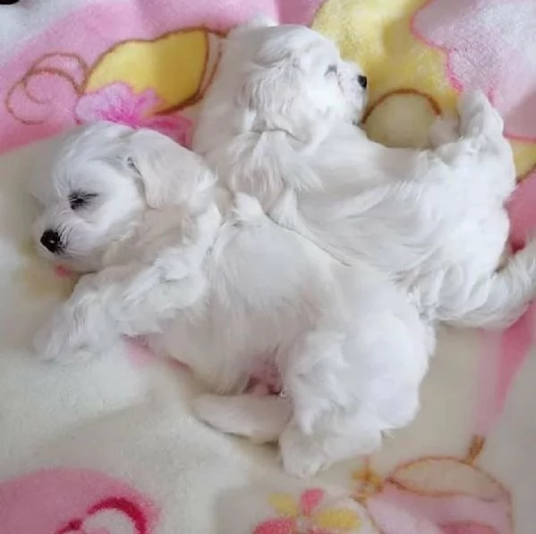 Bellissimi cuccioli maltese | Foto 0