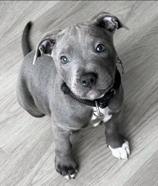 Adotta un Cucciolo di Pitbull e Fai Felice la Tua Famiglia  | Foto 0