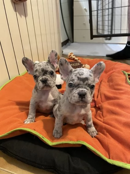 Bulldog Francesi Esotici Vari colori