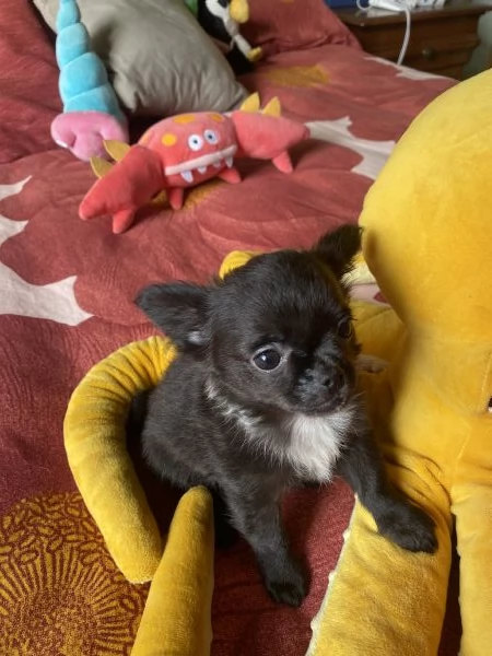 Chihuahua mini