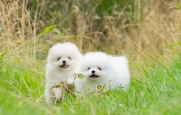 CUCCIOLI DI Pomerania ALLEVATI CON AMORE per adozione