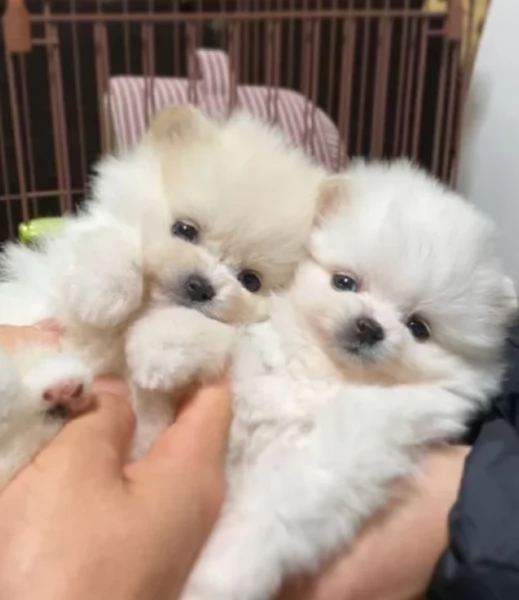 CUCCIOLI DI Pomerania ALLEVATI CON AMORE per adozione