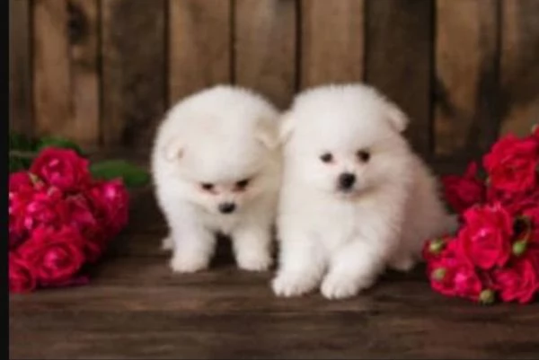 CUCCIOLI DI Pomerania ALLEVATI CON AMORE per adozione