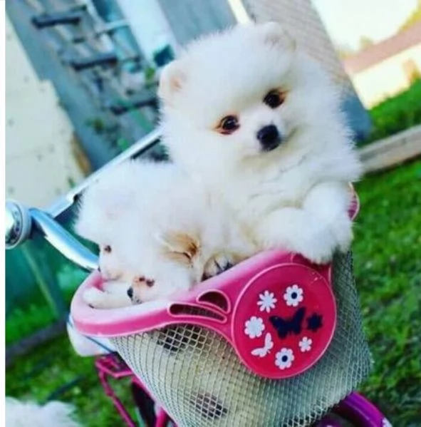 CUCCIOLI DI Pomerania ALLEVATI CON AMORE per adozione