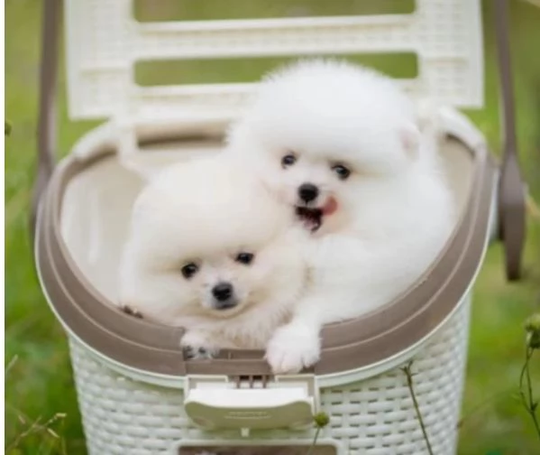 CUCCIOLI DI Pomerania ALLEVATI CON AMORE per adozione | Foto 0