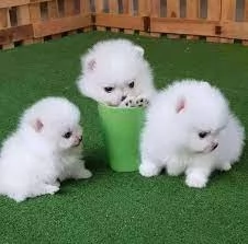 CUCCIOLI DI Pomerania ALLEVATI CON AMORE per adozione | Foto 0